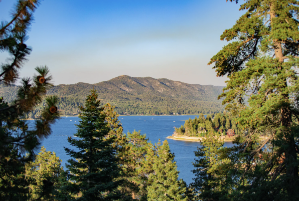 A view of Big Bear Lake through the pine trees.