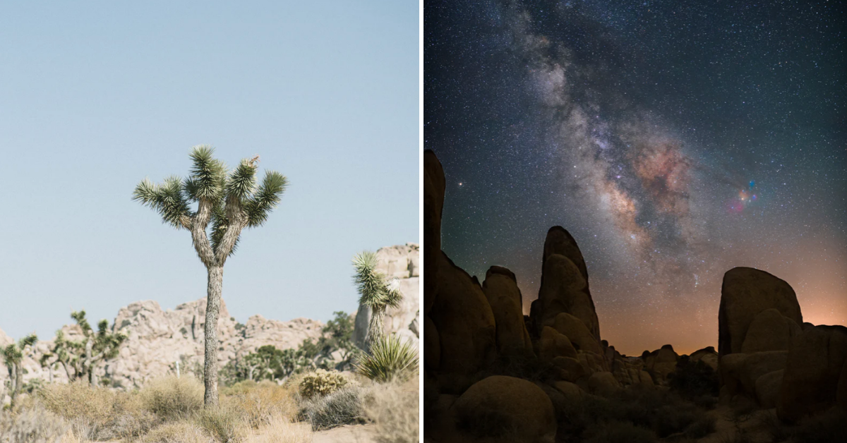 Split image of a Joshua tree on the left and jumbo rocks under the night sky on the right.